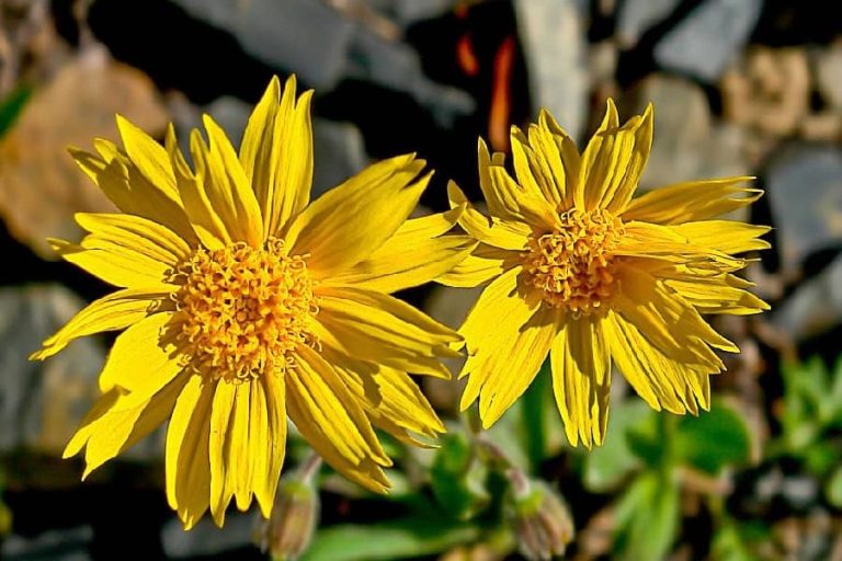 Arnica Tea Benefits