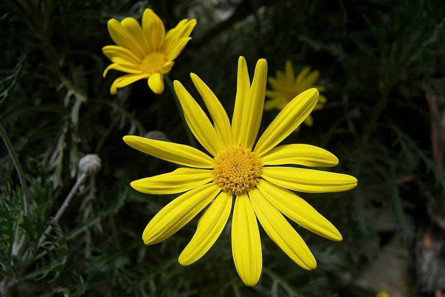 Does Arnica Tea Have Caffeine